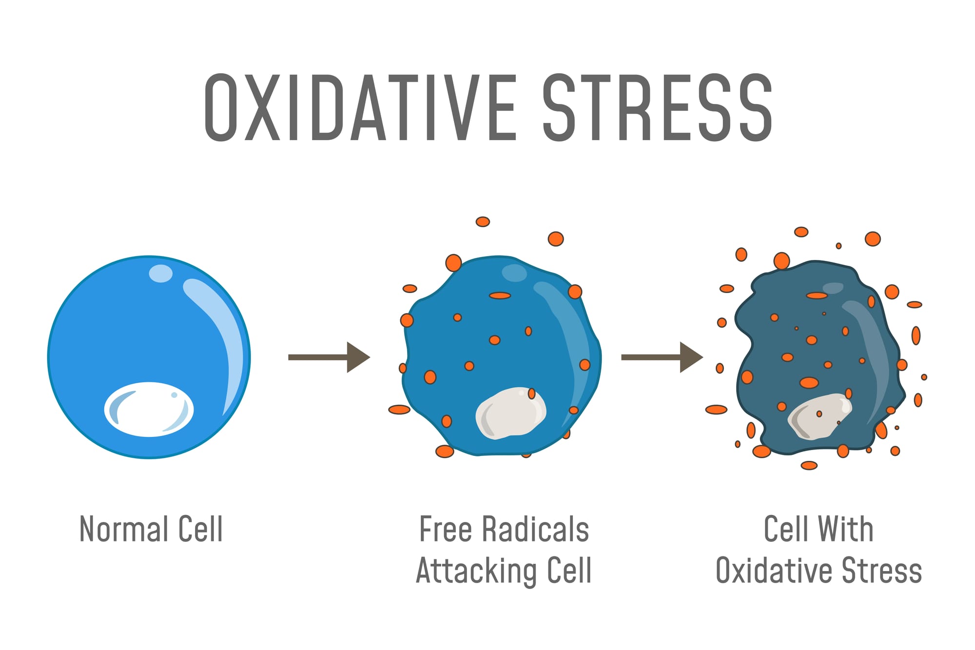 how oxidative stress affects cells