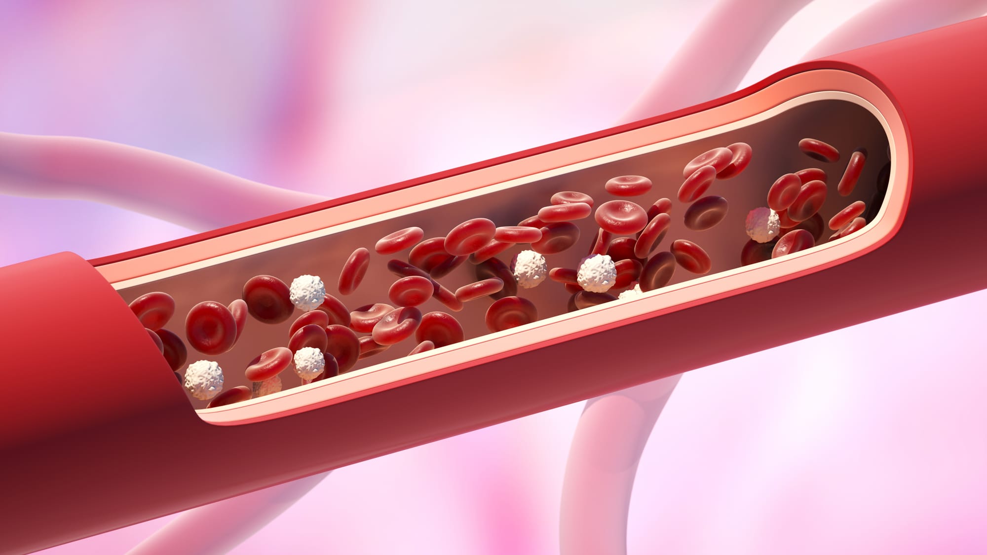 blood cells in a vessel in the human body