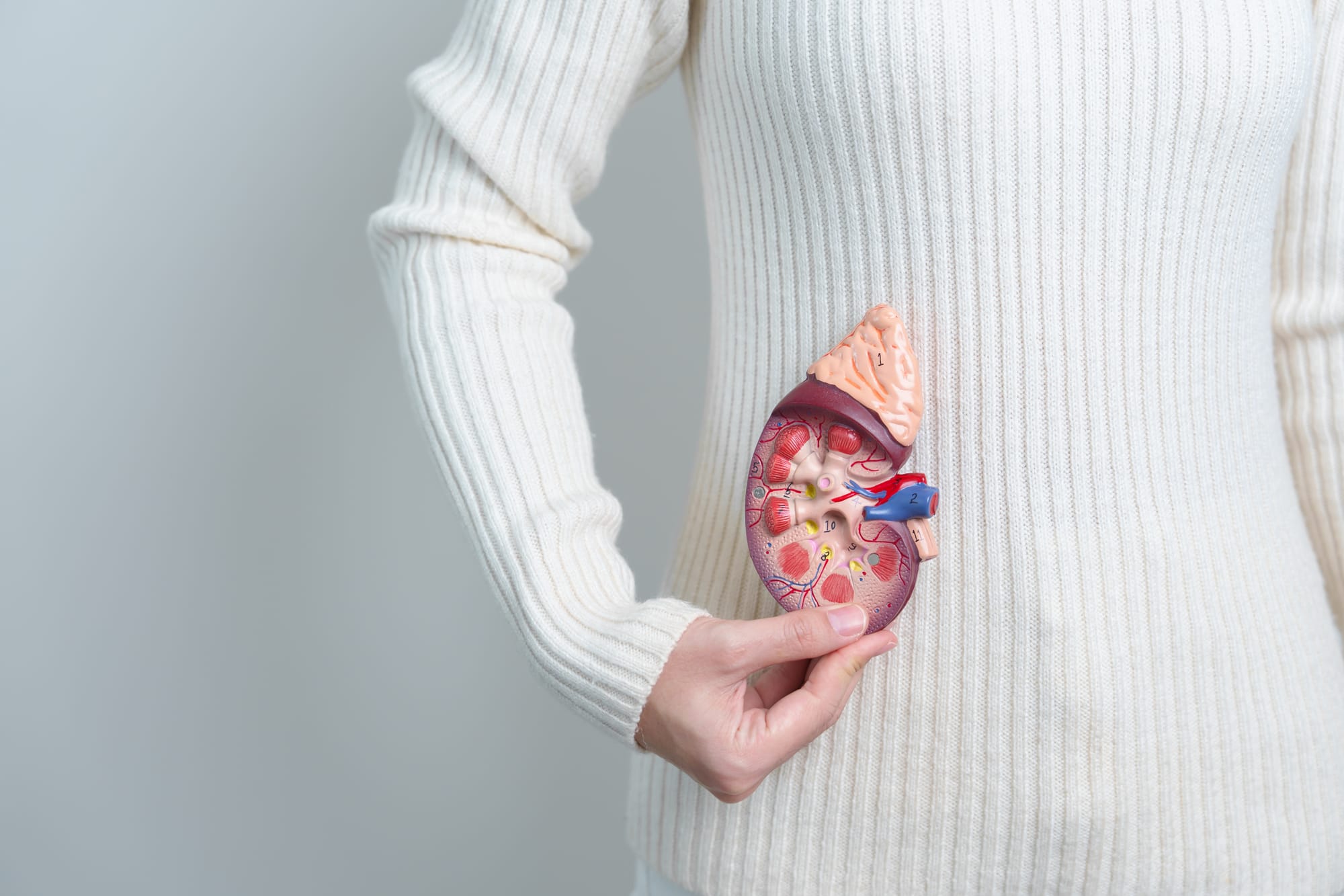 a woman holding a model kidney