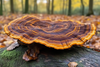 a giant reishi or lingzhi mushroom in the forest SeriousAging.com