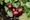 some fresh beets to improve your health
