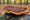 a giant reishi or lingzhi mushroom in the forest SeriousAging.com